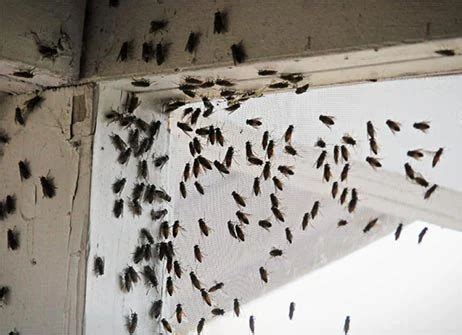 metallic green flies in my house|blowfly infestation in house.